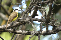 Pitangus sulphuratus